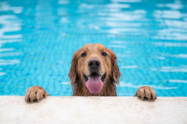 A&E_DogDays_GETTYIMAGES.jpg