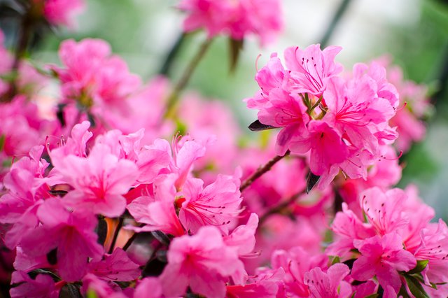 azaleas_GettyImages-498336686_teaser.jpg