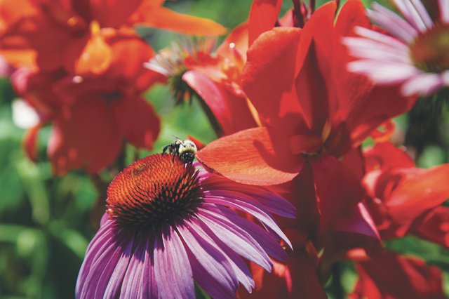 fall-flowers_Donna-Moulton_teaser.jpg