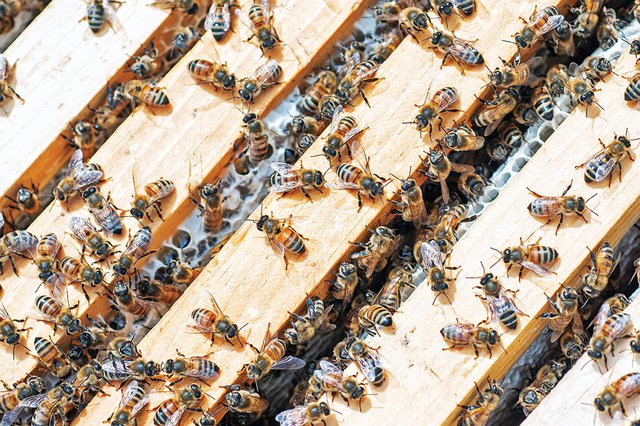Local_Bees_BeesInHive_AshDaniel_rp0624.jpg